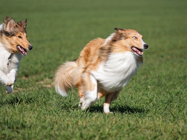 Two dogs running together across a lawn
