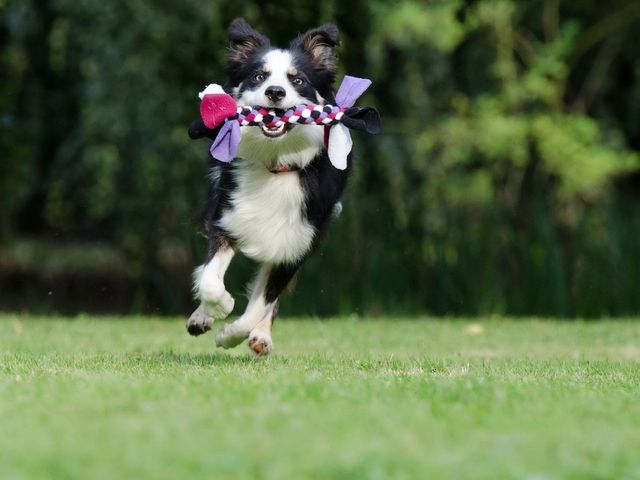A dog running back with a toy in its mouth