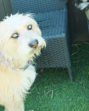 One of the dogs in Mariam's care out in the yard