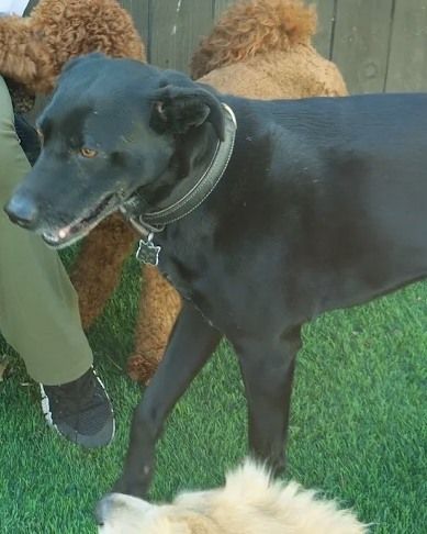 A black lab out in the yard with the rest of the pack